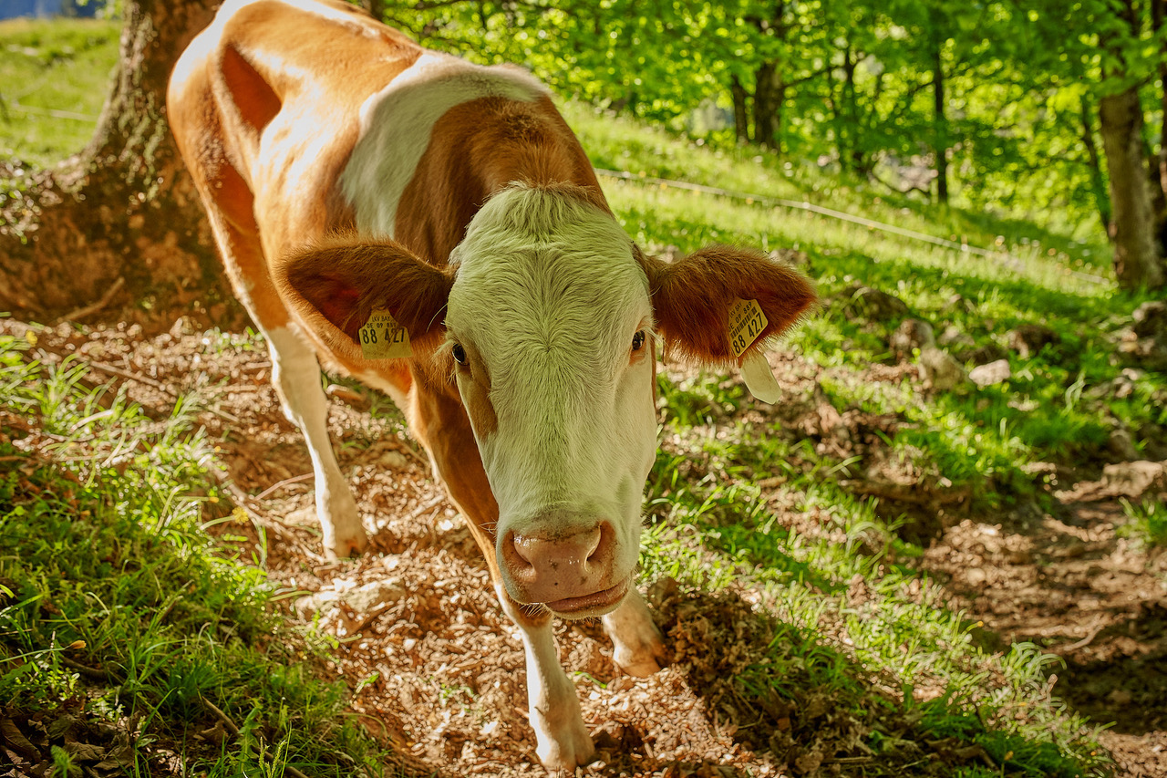 Kühe auf der Weide sind keine Klima-Killer